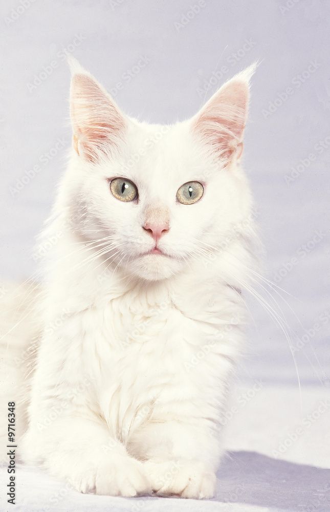 le portrait du maine coon blanc