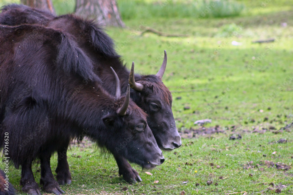 Fototapeta premium yak
