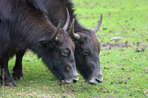 yak photo