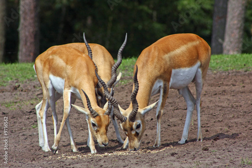 antilope