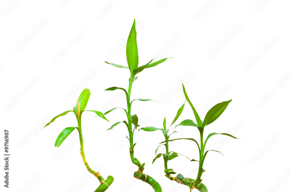 Bamboo branches isolated on the white background Bamboo branches isolated on the white background
