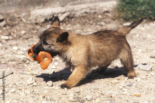 Konstfotografi un chiot cairn terrier en train de marcher