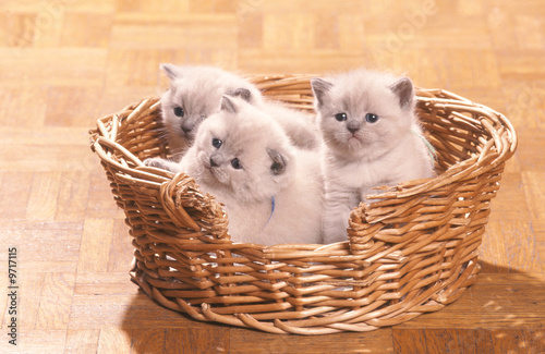 trois petits british shorthair dans un panier photo