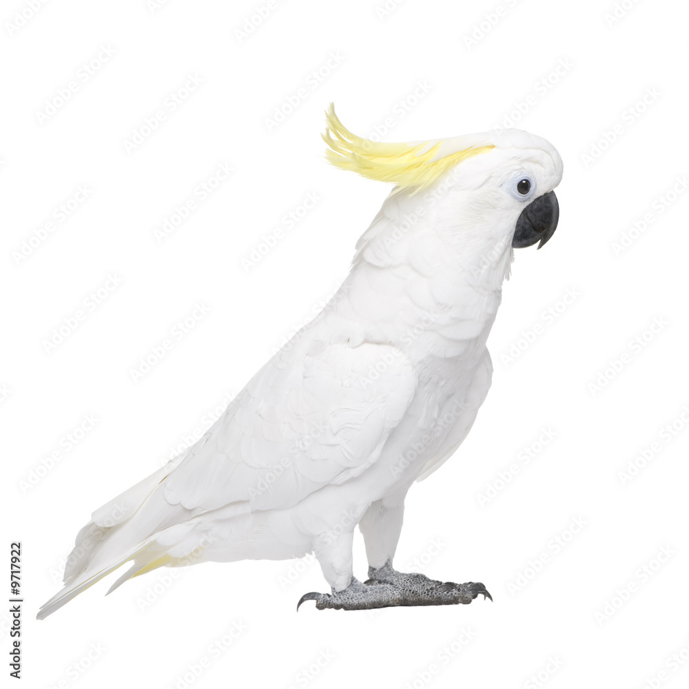 Sulphur-crested Cockatoo in front of a white background Sulphur-crested Cockatoo in front of a white background