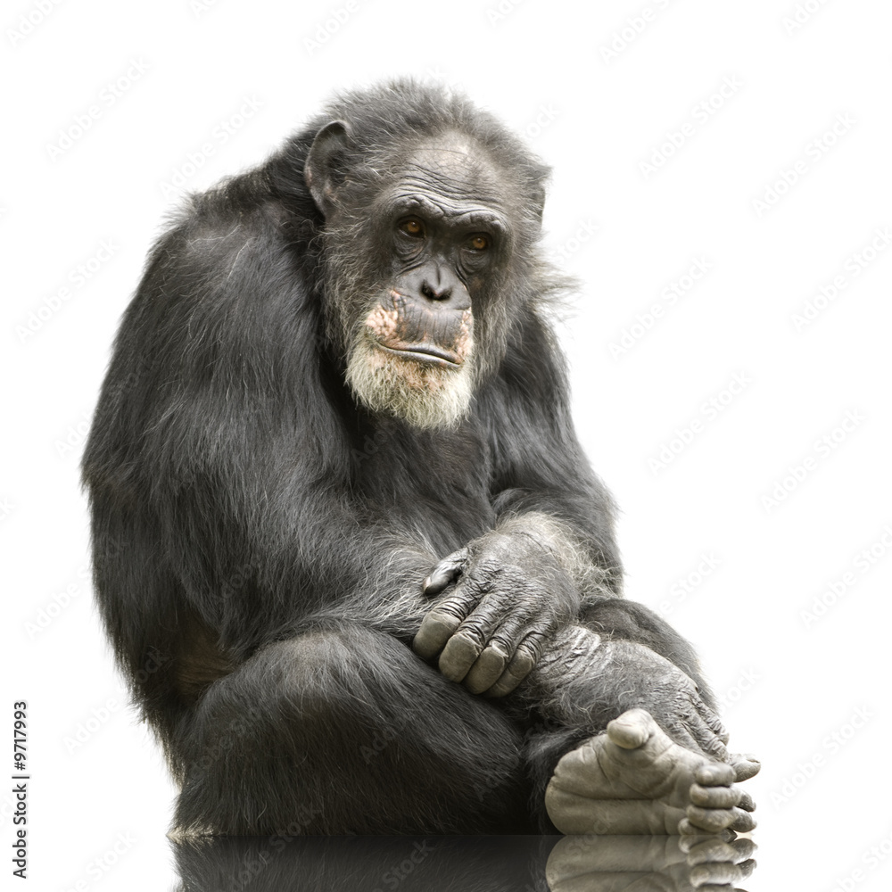 Chimpanzee - Simia troglodytes isolated on a white