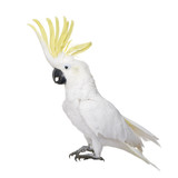 Sulphur-crested Cockatoo in front of a white background