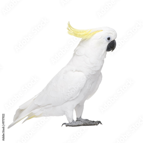 Sulphur-crested Cockatoo in front of a white background