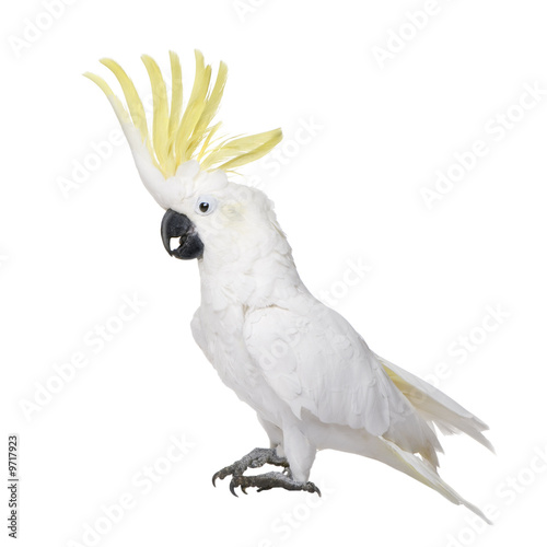 Sulphur-crested Cockatoo in front of a white background photo