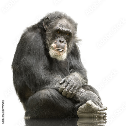 Chimpanzee - Simia troglodytes isolated on a white photo
