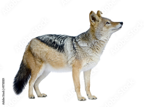 black-backed jackal in front of a white background photo