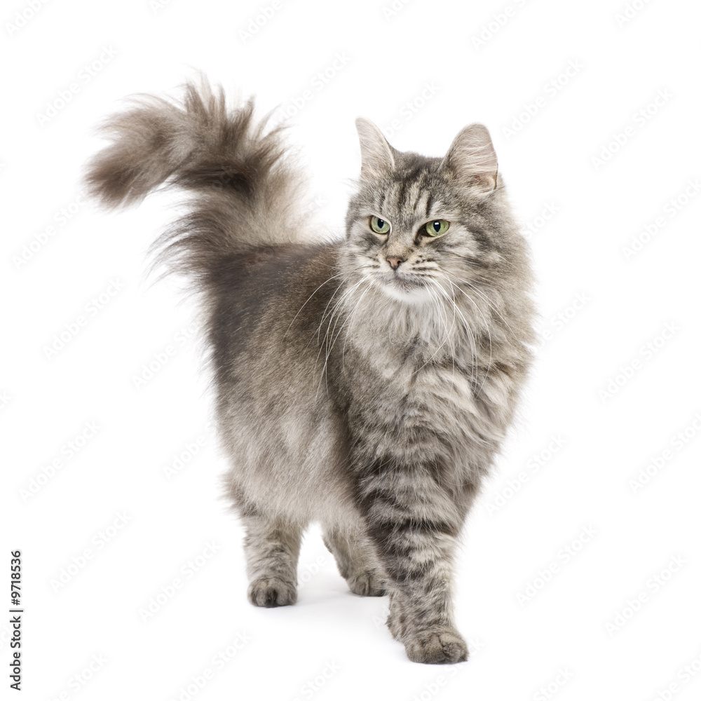 Naklejka premium Crossbreed Siberian cat in front of a white background