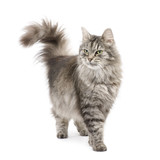 Crossbreed Siberian cat in front of a white background