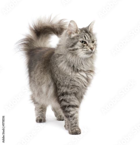Crossbreed Siberian cat in front of a white background