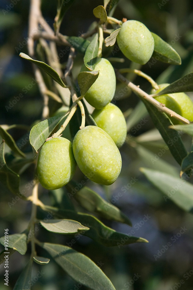 olives verte sur un rameau d'olivier olives verte sur un rameau d'olivier