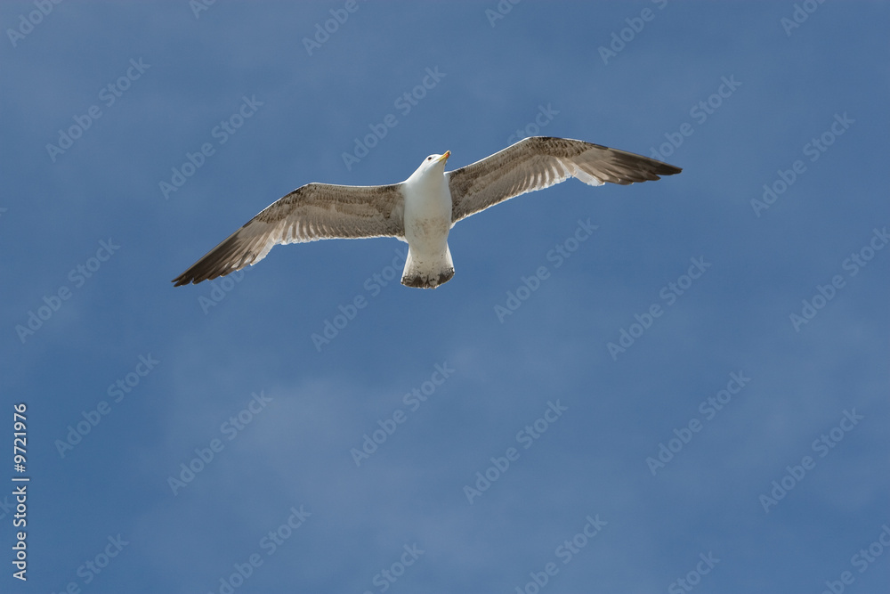 Obraz premium gabbiano