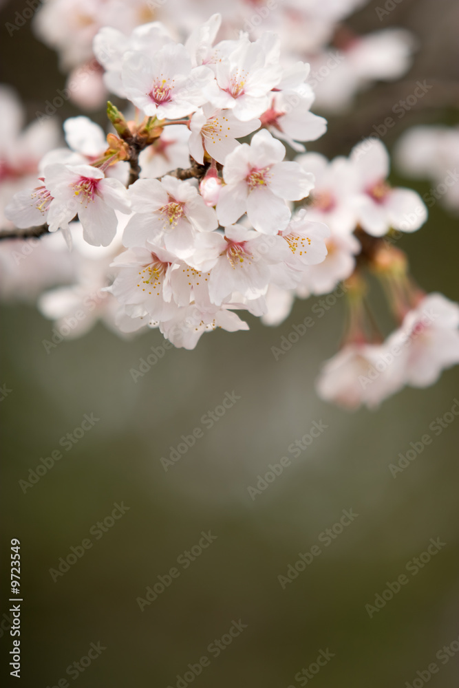 Fototapeta premium cherry blossom