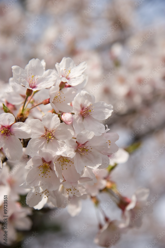 cherry blossom cherry blossom