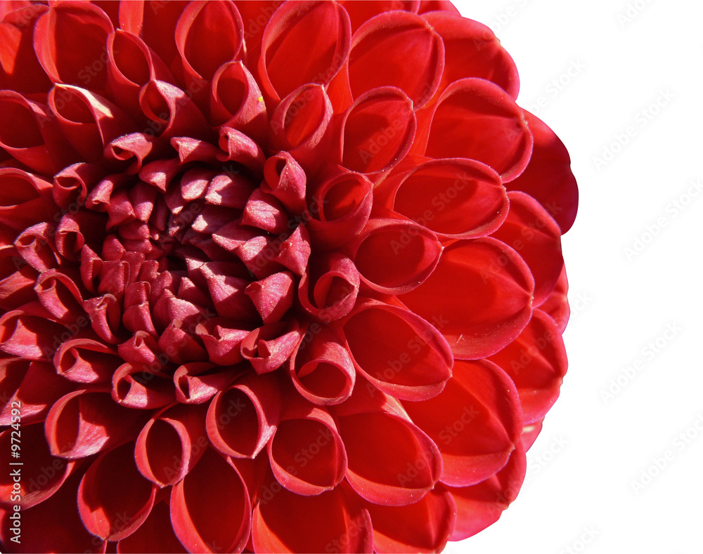 détail dahlia pompon détail dahlia pompon