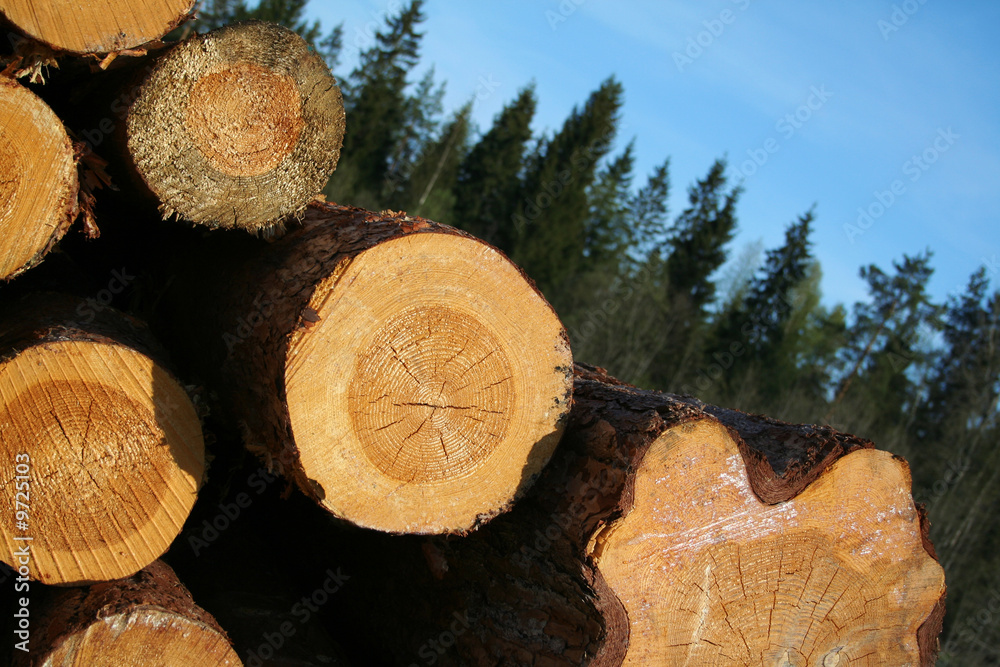 The are some felled trees on a grassland under clear sky