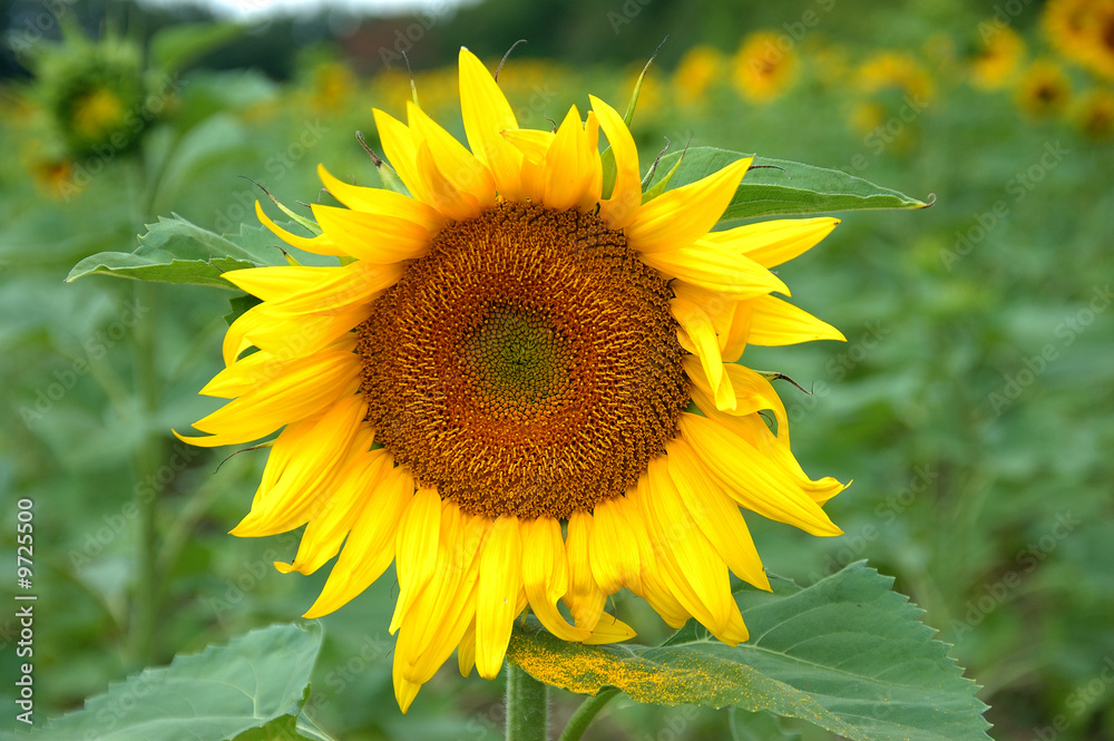 Fototapeta premium girasole