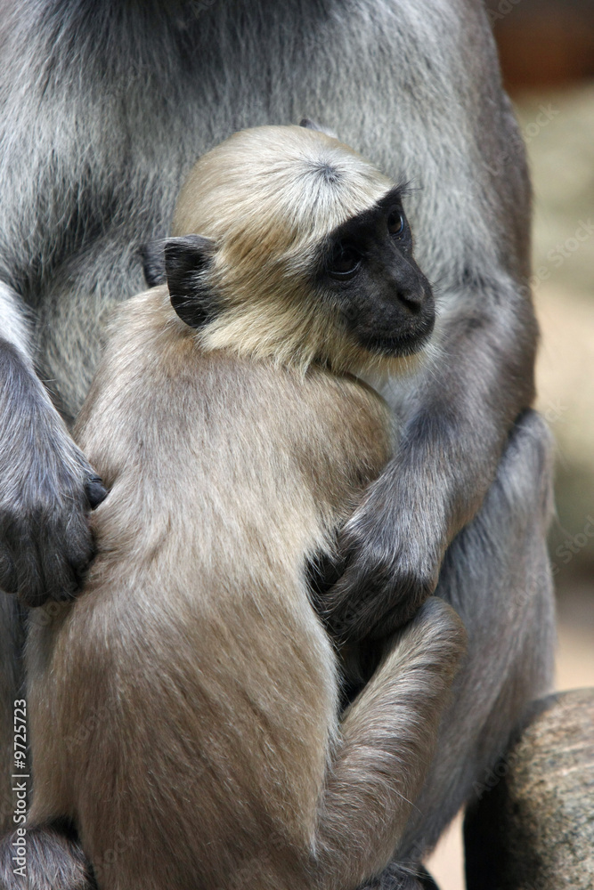 Fototapeta premium affe