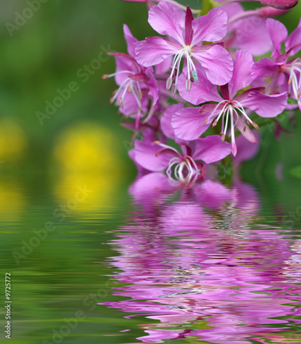 Beautifu flowers reflected on a water