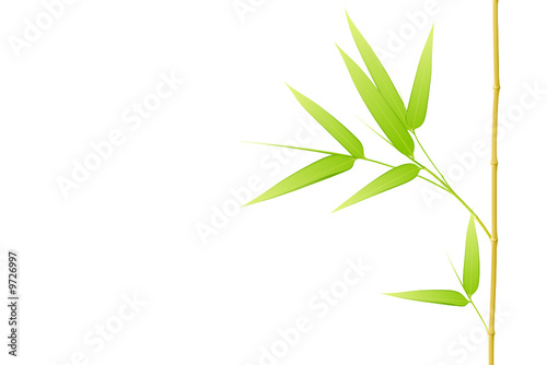 Bambou - image vectorielle -