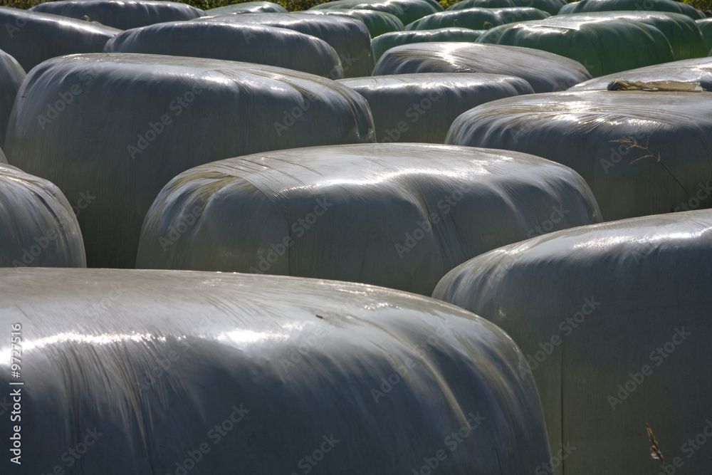 Fototapeta premium rinderfutter