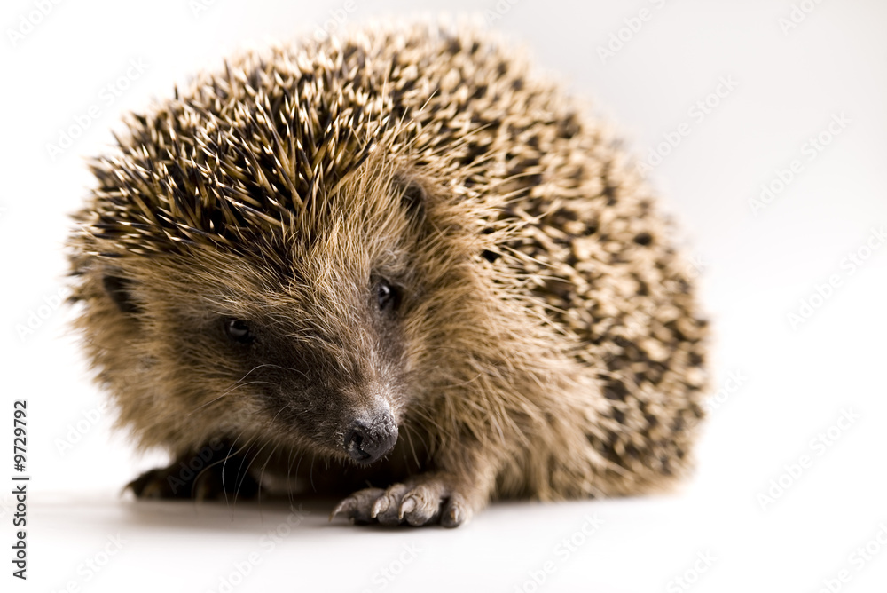 Hedgehog Hedgehog
