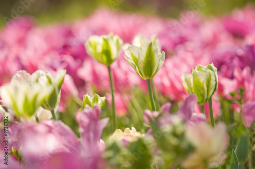 Tulip
