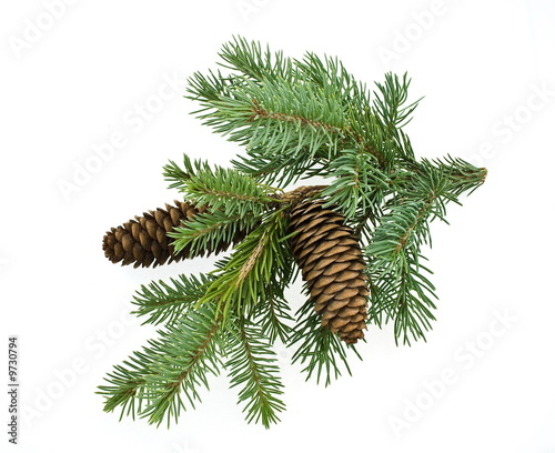 fir branch isolated on white photo