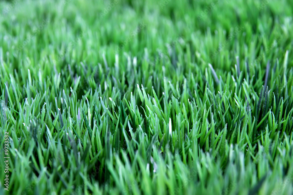 grass grass