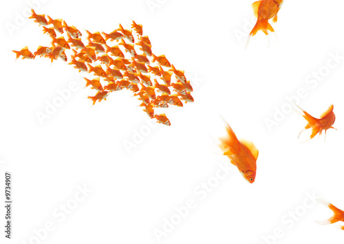 goldfishes as a team and single goldfishes