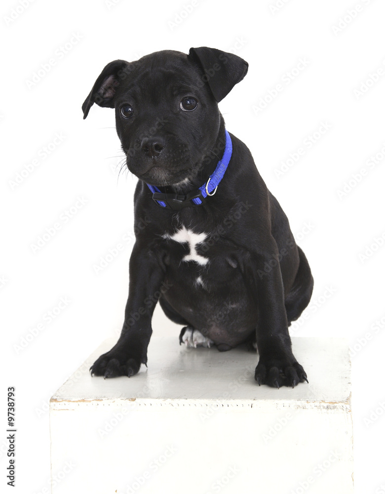 staffordshire bull terrier