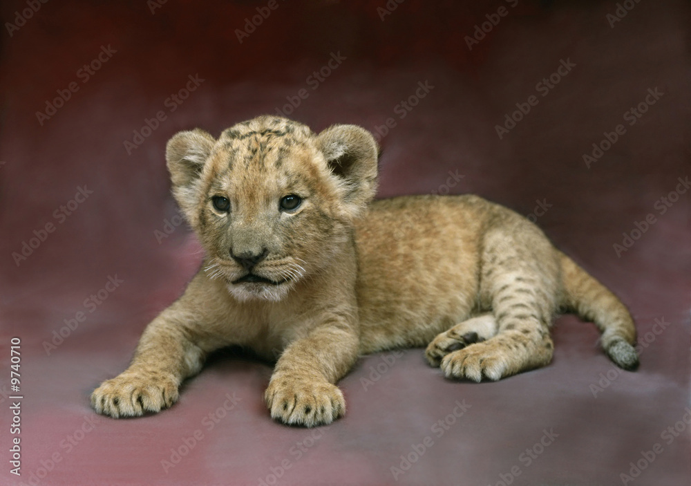 Fototapeta premium lion cub laying at purple background