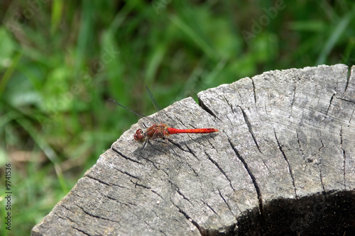 Dragonfly on on a log