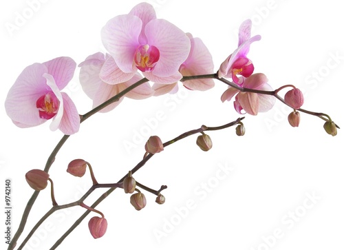 pink orchid Fototapet