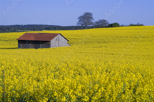 Rapsfeld - Weissach
