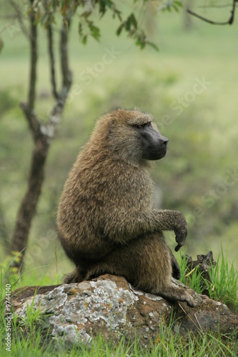 A photo of an african Baboon sitting on a rock. © Ali Taylor
