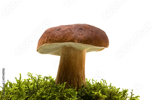 mushroom and moss isolated on white