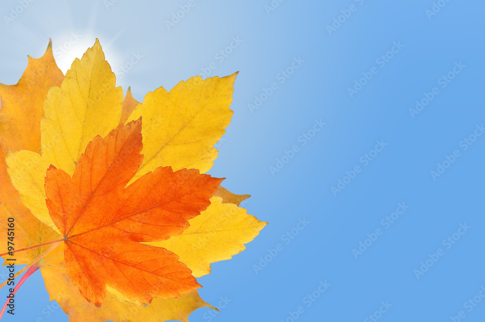 Falling autumn leaf on bright blue sky with shining sun Falling autumn leaf on bright blue sky with shining sun