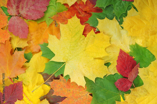 Seasonal autumn background