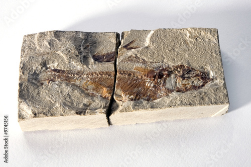 fossile
