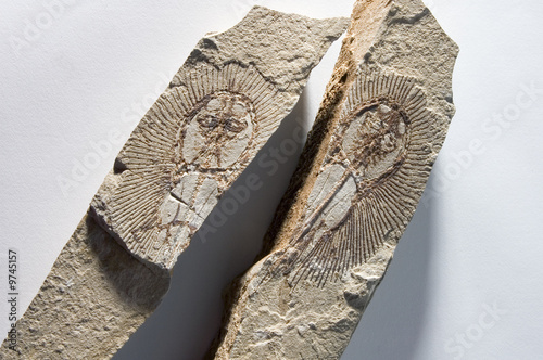 fossile
