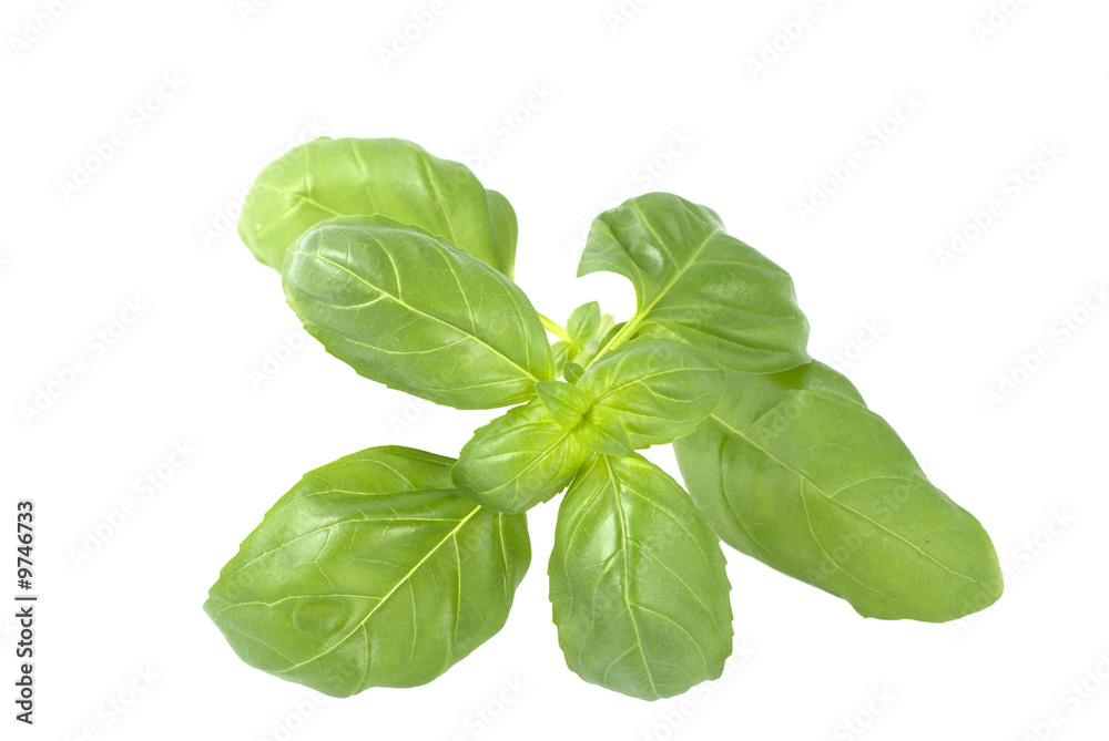 Basil isolated on white background Basil isolated on white background