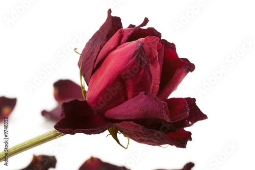 red dead rose, concpet of lost love