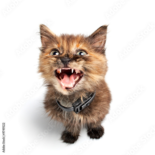 small kitty on white background isolated