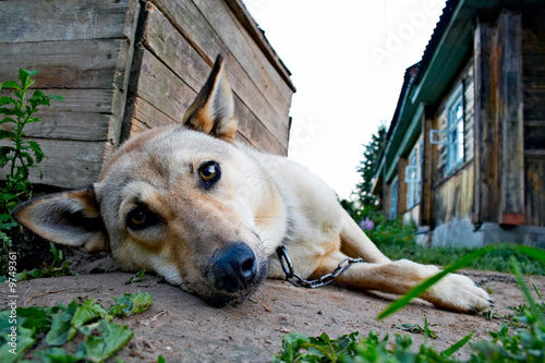 young dog with chain on rustic street