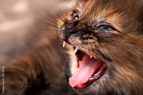 portrait of the hissing cat with fang