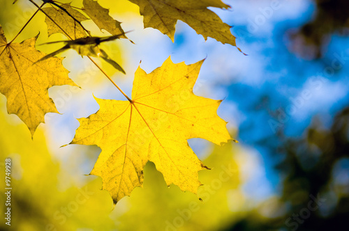 autumn leaves  shallow focus